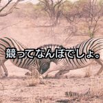 「自分を他人と比べないことが大事だ」が理解不能な件
